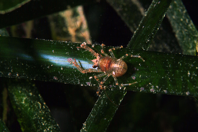 Galathea intermedia